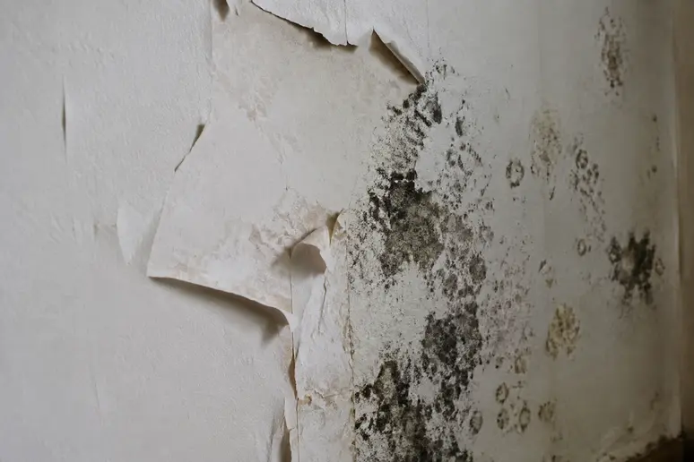 Papier peint qui se décolle et traces de moisissures sur un mur